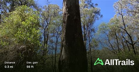 Kalatha Giant Tree Walk, Victoria, Australia .